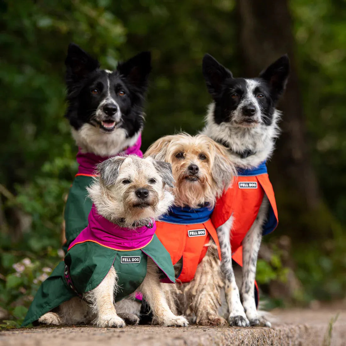Fell DogFell Dog Drench Waterproof JacketOutdoor Action