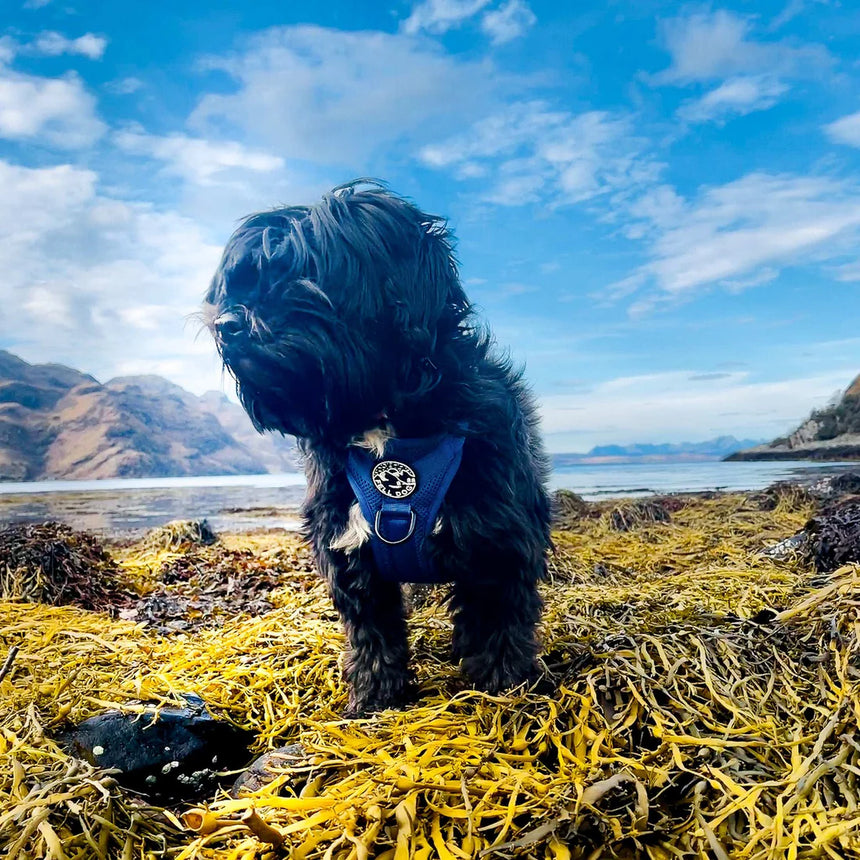 Fell DogFell Dog Helvellyn HarnessOutdoor Action