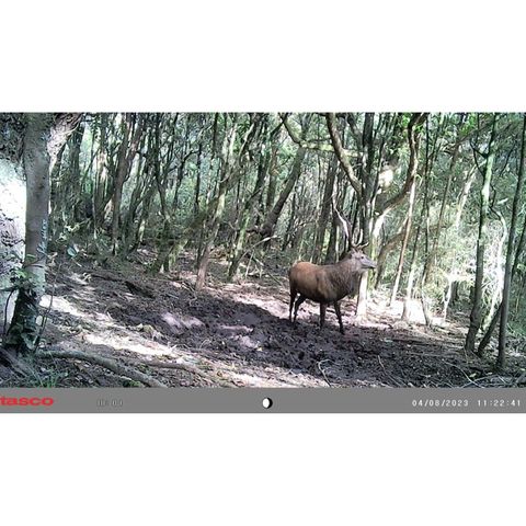 Tasco 12MP Low Glow Trail Camera - mounted