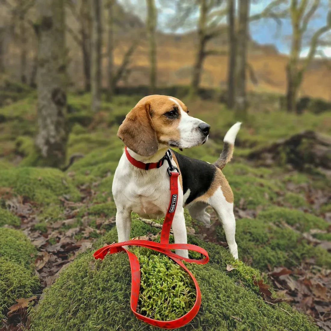 Fell DogFell Dog Drench LeadOutdoor Action