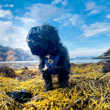 Fell DogFell Dog Helvellyn HarnessOutdoor Action