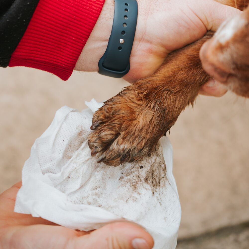 Nilaqua Pets Eco Refill – Biodegradable Pet Wipes 100pk