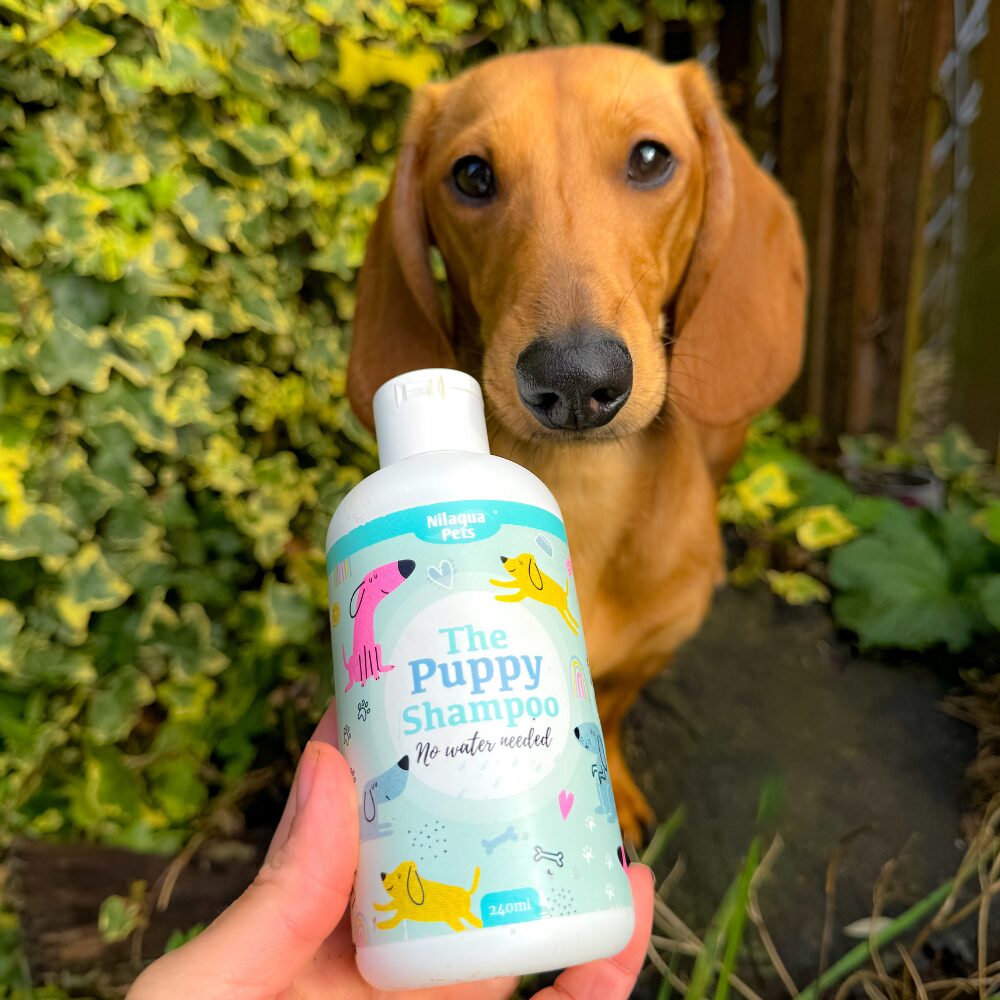 Nilaqua Pets Puppy Shampoo Outdoor Action